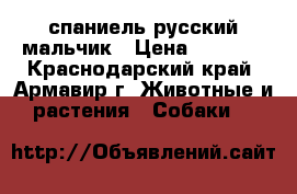 спаниель русский мальчик › Цена ­ 1 500 - Краснодарский край, Армавир г. Животные и растения » Собаки   